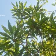 Psiadia laurifolia Bois de tabac Asteraceae Endémique La Réunion 1574.jpeg